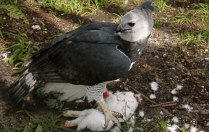 Harpy Eagle Background