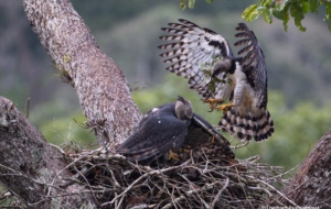 Harpy Eagle Computer Backgrounds