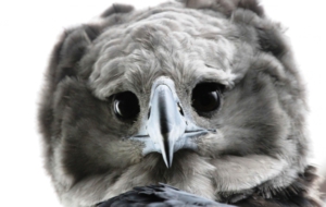 Harpy Eagle Computer Wallpaper