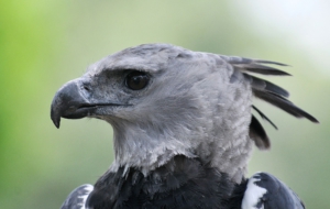 Harpy Eagle Desktop Wallpaper
