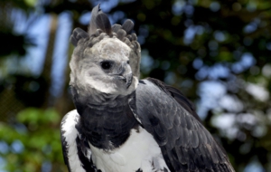 Harpy Eagle HD Background