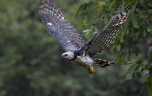 Harpy Eagle HD Desktop