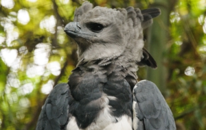 Harpy Eagle HD Wallpaper