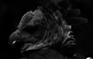 Harpy Eagle High Definition