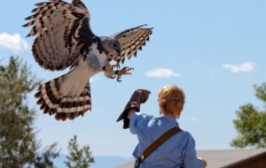 Harpy Eagle High Definition Wallpapers