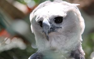 Harpy Eagle For Desktop