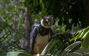 Harpy Eagle Full HD