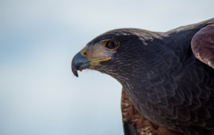 Harris's Hawk 4K