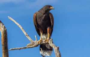 Harris's Hawk Background
