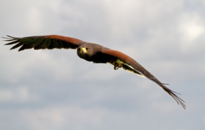 Harris's Hawk Computer Backgrounds