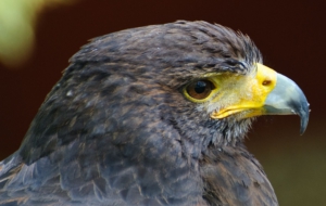 Harris's Hawk Computer Wallpaper