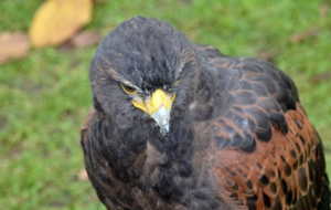 Harris's Hawk Desktop