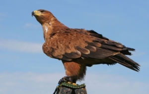 Harris's Hawk Desktop Images