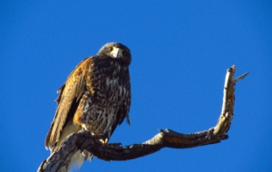 Harris's Hawk Desktop Wallpaper