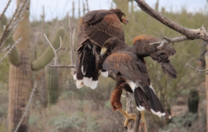 Harris's Hawk Download