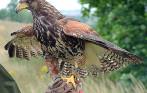 Harris's Hawk Download Free Backgrounds HD
