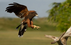 Harris's Hawk HD Background