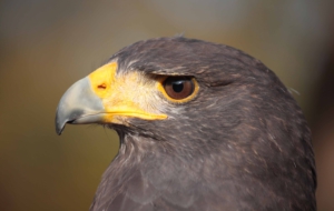 Harris's Hawk HD Wallpaper