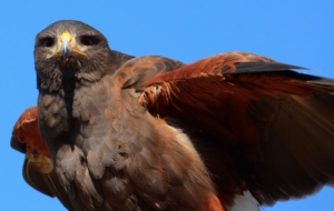 Harris's Hawk Pictures