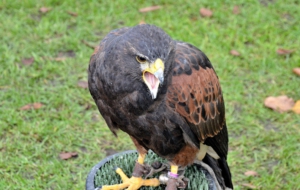 Harris's Hawk For Desktop