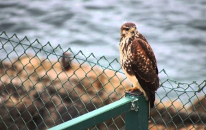 Harris's Hawk For Desktop Background