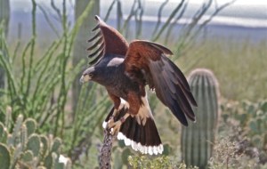 Harris's Hawk Full HD