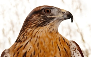 Hawk Computer Wallpaper