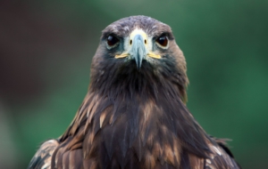 Hawk Download Free Backgrounds HD