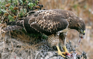 Hawk Free HD Wallpapers