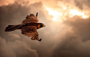 Hawk For Desktop Background