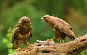 Hawk Free Images