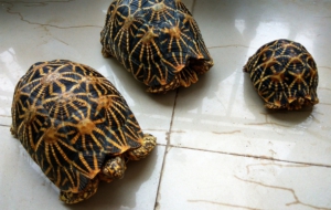 Indian Star Tortoise 4K