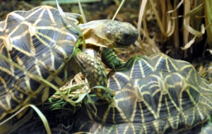 Indian Star Tortoise Background