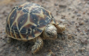 Indian Star Tortoise Computer Wallpaper