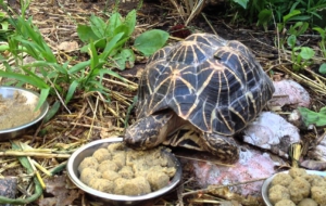 Indian Star Tortoise HD