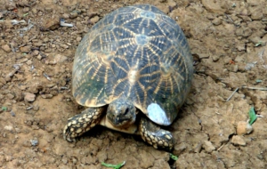 Indian Star Tortoise HD Background