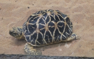 Indian Star Tortoise HD Desktop