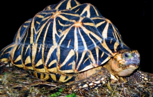 Indian Star Tortoise HD Wallpaper