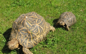 Indian Star Tortoise High Definition Wallpapers