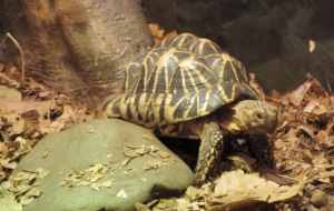 Indian Star Tortoise High Quality Wallpapers