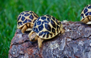 Indian Star Tortoise Images
