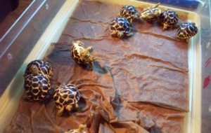 Indian Star Tortoise Photos