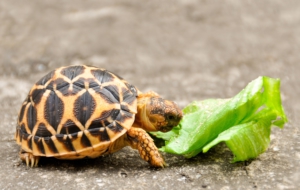 Indian Star Tortoise Pictures