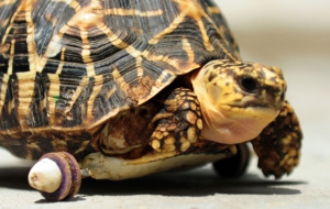 Indian Star Tortoise Wallpapers
