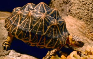 Indian Star Tortoise Wallpapers HD