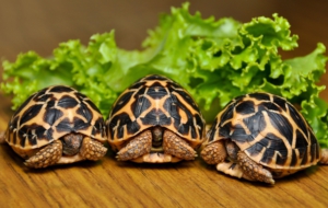 Indian Star Tortoise Wallpapers HQ