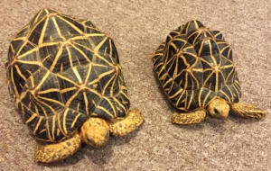 Indian Star Tortoise Widescreen