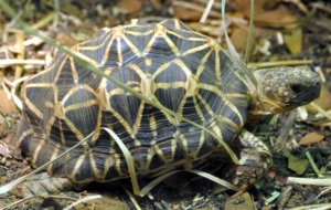 Indian Star Tortoise For Desktop
