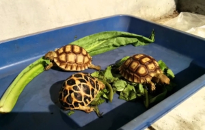 Indian Star Tortoise Full HD