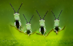 Insect High Definition Wallpapers